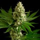 Auto OG Kush feminised GanjaLiveSeeds