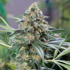 Auto OG Kush feminised GanjaLiveSeeds
