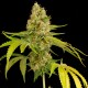 Auto OG Kush feminised GanjaLiveSeeds