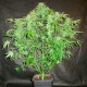 Auto OG Kush feminised GanjaLiveSeeds