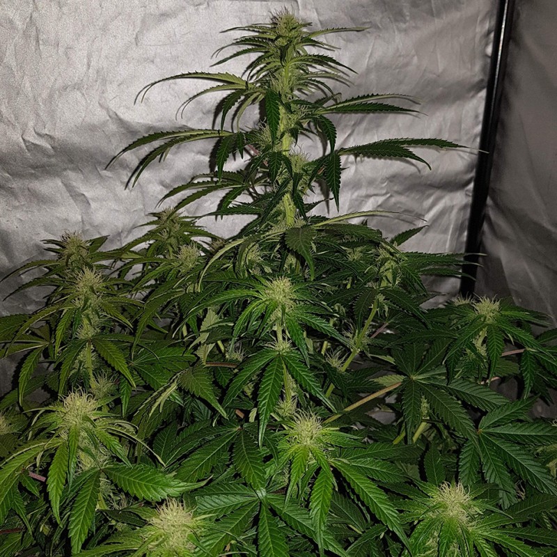 Auto Lemon Haze feminised Ganja Seeds