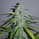 Auto Lemon Haze feminised Ganja Seeds