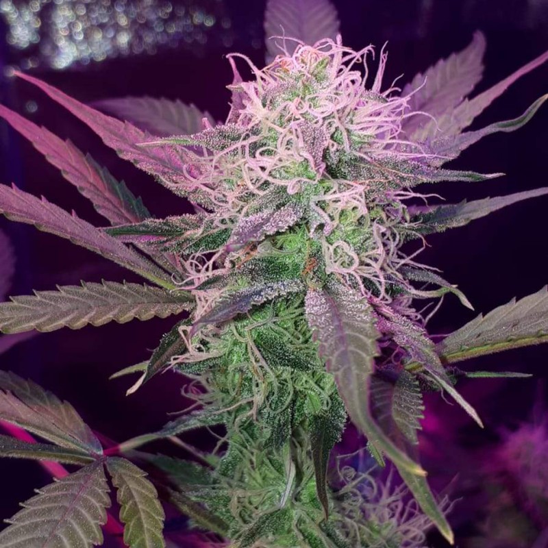 Auto Lemon Haze feminised Ganja Seeds