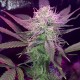Auto Lemon Haze feminised Ganja Seeds