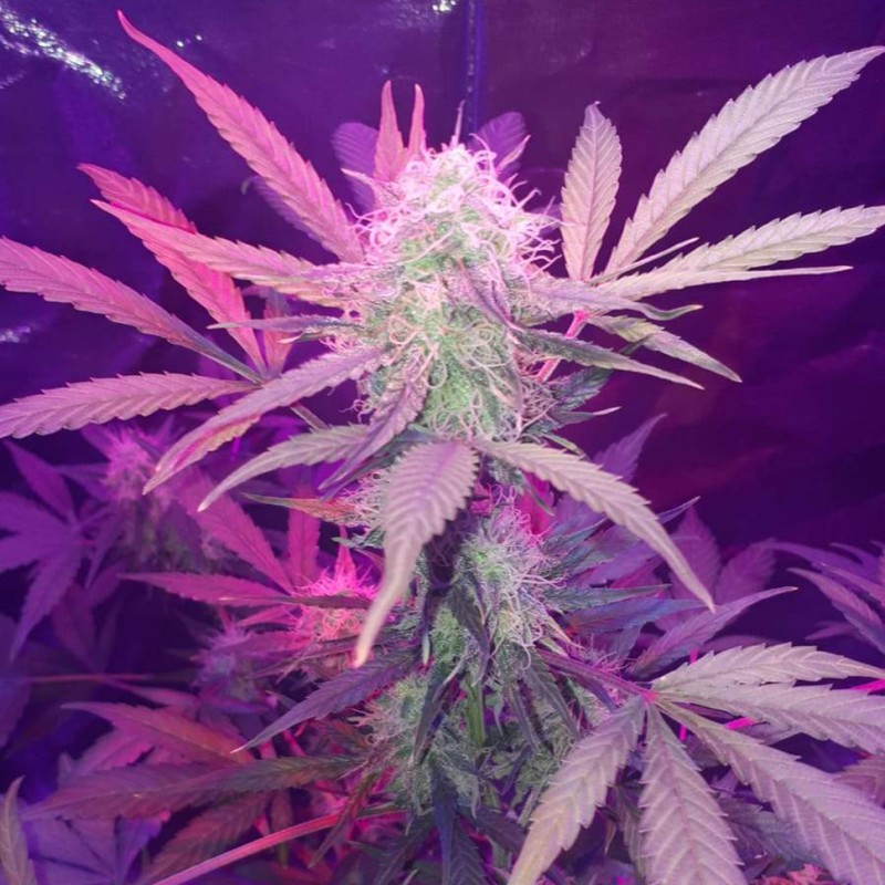 Auto Lemon Haze feminised Ganja Seeds