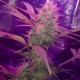 Auto Lemon Haze feminised Ganja Seeds