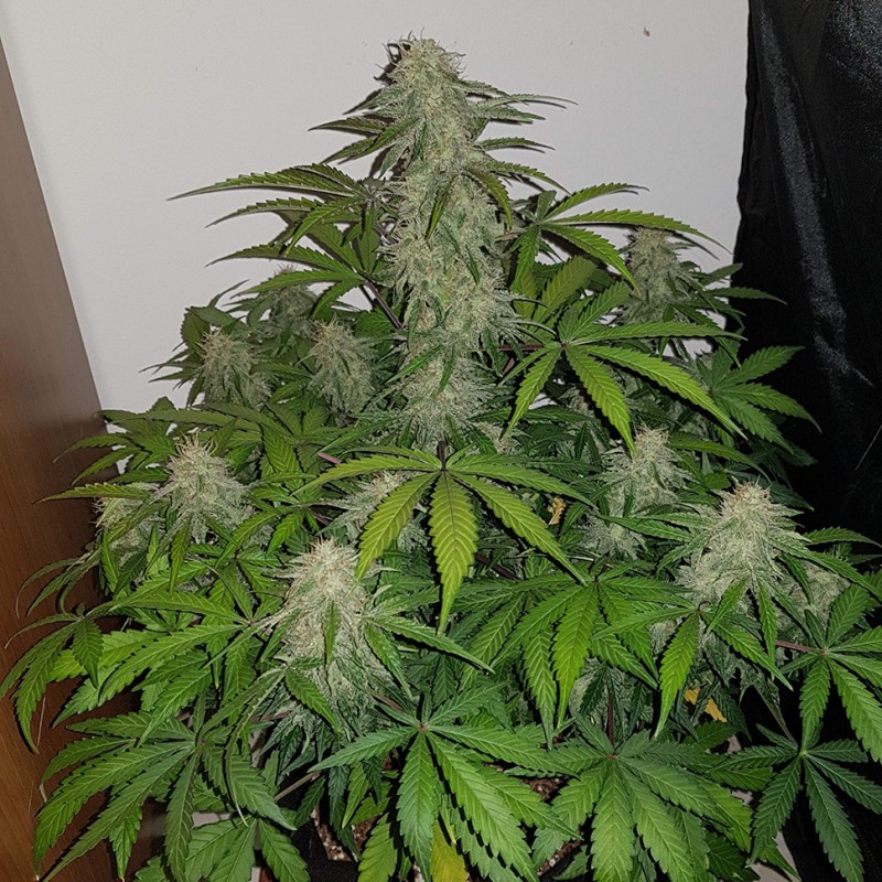Auto Lemon Haze feminised Ganja Seeds