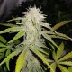 Auto Lemon Haze feminised Ganja Seeds