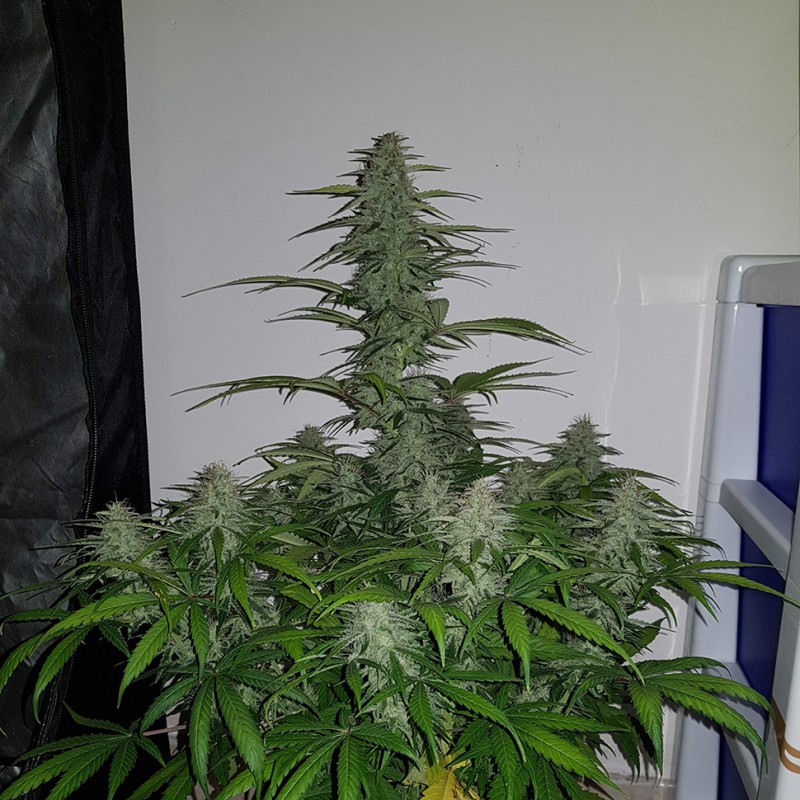 Auto Lemon Haze feminised Ganja Seeds