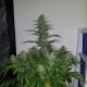 Auto Lemon Haze feminised Ganja Seeds