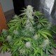 Auto Lemon Haze feminised Ganja Seeds