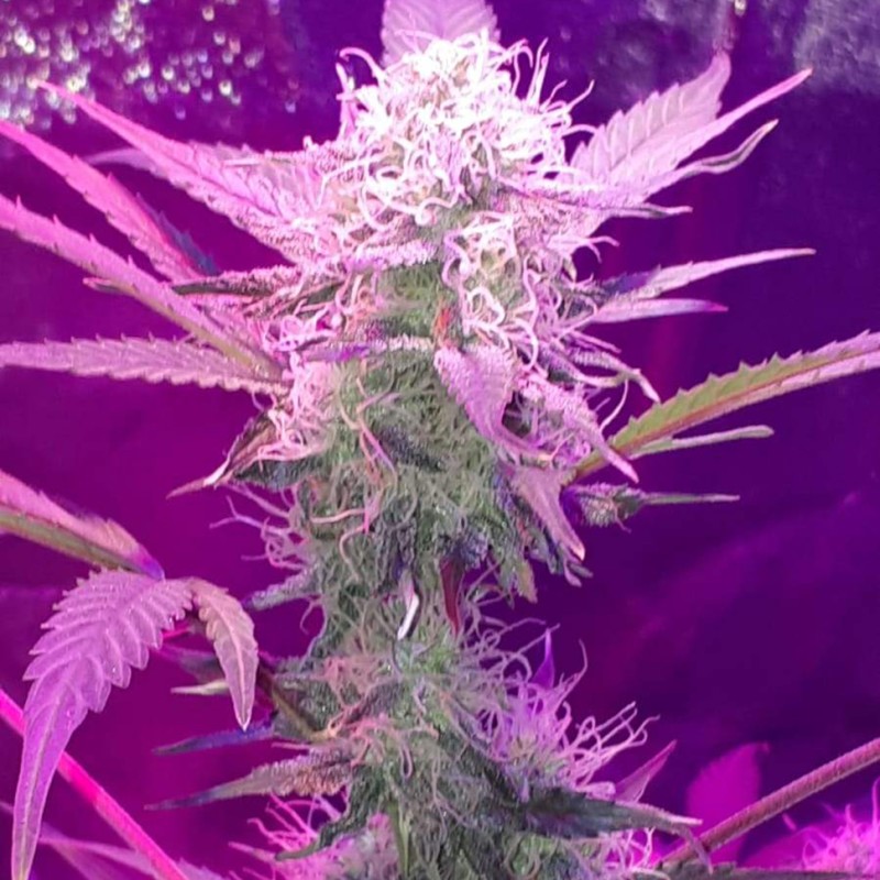 Auto Lemon Haze feminised Ganja Seeds