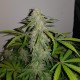 Auto Lemon Haze feminised Ganja Seeds