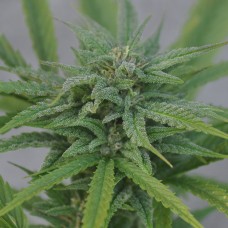 Hard Day feminied Ganja Seeds