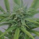 Hard Day feminied Ganja Seeds