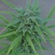 Hard Day feminied Ganja Seeds