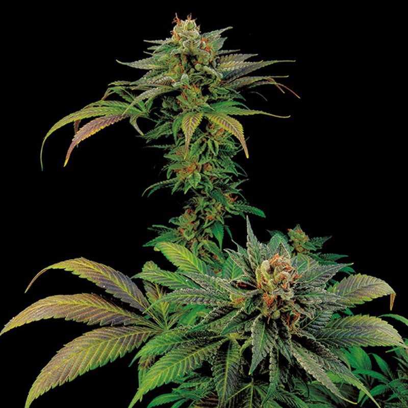 White Widow x Somango feminised Ganja Seeds - 2 насінини