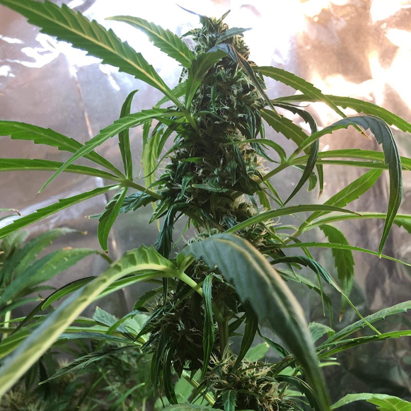Auto Jack x White Widow feminised Ganja Seeds - 4 насінини