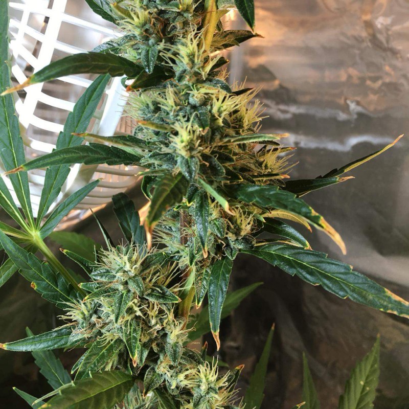 Auto Jack x White Widow feminised Ganja Seeds - 4 насінини