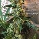 Auto Jack x White Widow feminised Ganja Seeds - 4 насінини