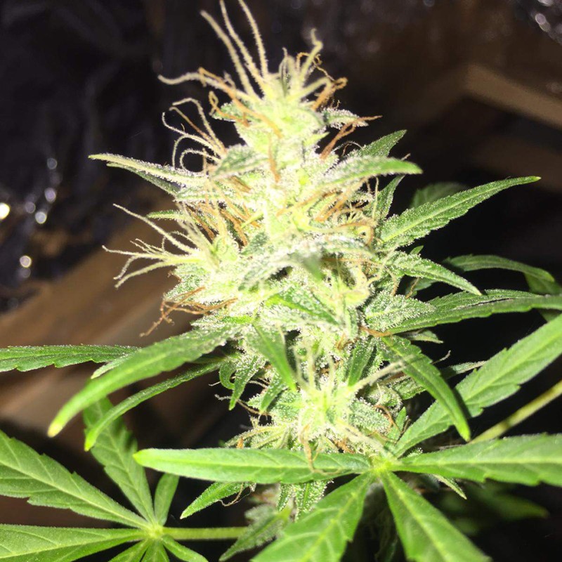 Auto Jack x White Widow feminised Ganja Seeds - 4 насінини