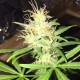 Auto Jack x White Widow feminised Ganja Seeds - 4 насінини