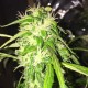 Auto Jack x White Widow feminised Ganja Seeds - 4 насінини