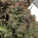 Auto Jack x White Widow feminised Ganja Seeds - 4 насінини