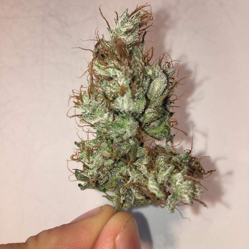 Auto Jack x White Widow feminised Ganja Seeds - 4 насінини