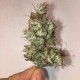 Auto Jack x White Widow feminised Ganja Seeds - 4 насінини