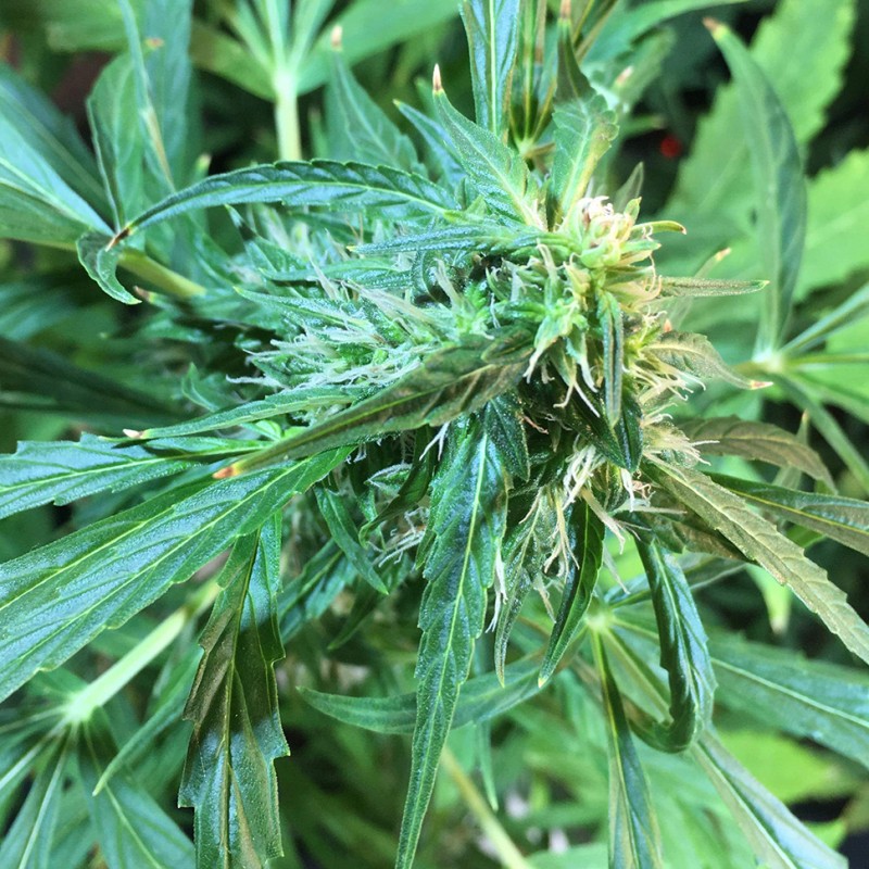 Auto Jack x White Widow feminised Ganja Seeds - 4 насінини