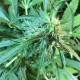 Auto Jack x White Widow feminised Ganja Seeds - 4 насінини