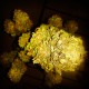 Cheese feminised Ganja Seeds