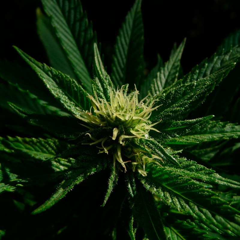 Cheese feminised Ganja Seeds