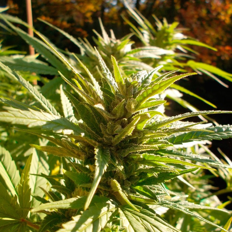 Cheese feminised Ganja Seeds