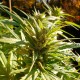 Cheese feminised Ganja Seeds
