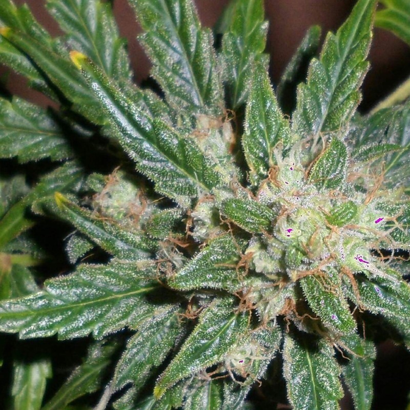 Cheese feminised Ganja Seeds