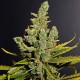 Cheese feminised Ganja Seeds