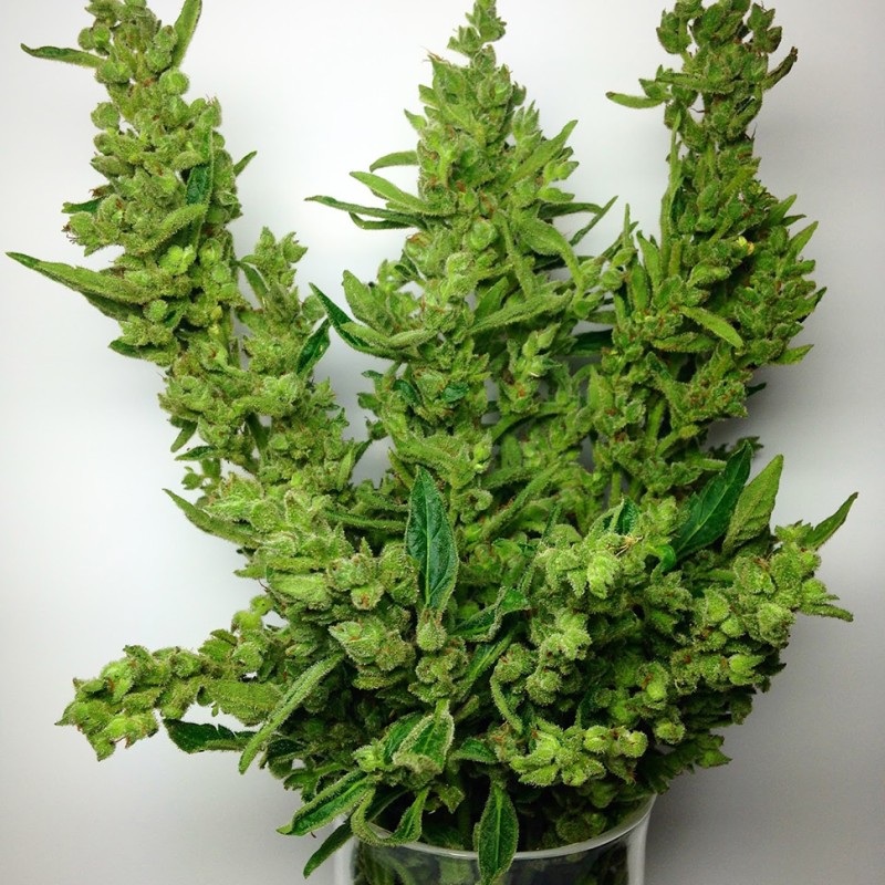 Lowryder feminised Ganja Seeds - 477 насінин
