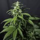 Amnesia Gold feminised GanjaLiveSeeds
