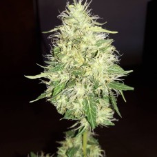 Amnesia Gold feminised GanjaLiveSeeds