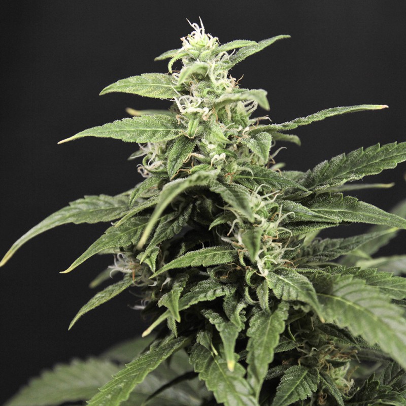 Amnesia Gold feminised GanjaLiveSeeds