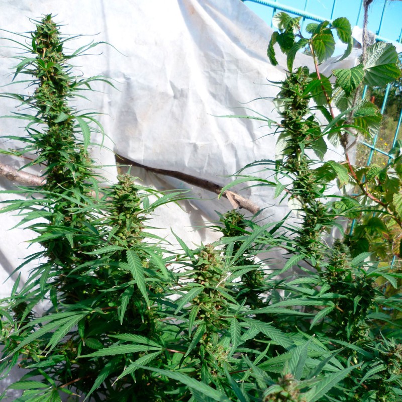 Durban Poison feminised Ganja Seeds
