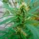 Durban Poison feminised Ganja Seeds