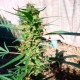 Durban Poison feminised Ganja Seeds