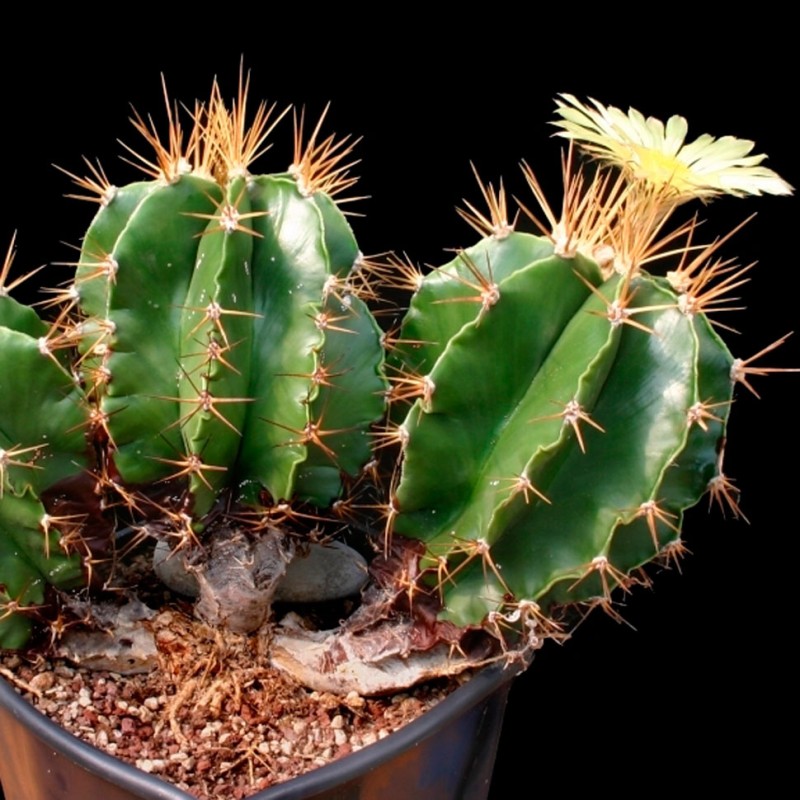Astrophytum ornatum var. glabrescens