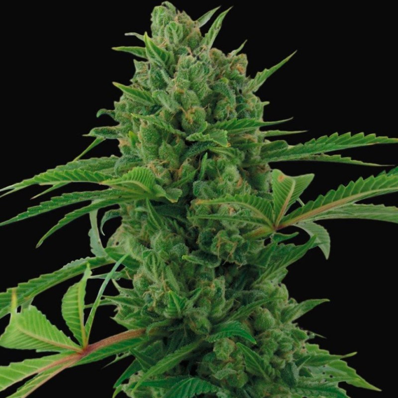 Auto Pineapple Express feminised Ganja Seeds - 477 насінин