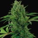 Auto Pineapple Express feminised Ganja Seeds - 477 насінин