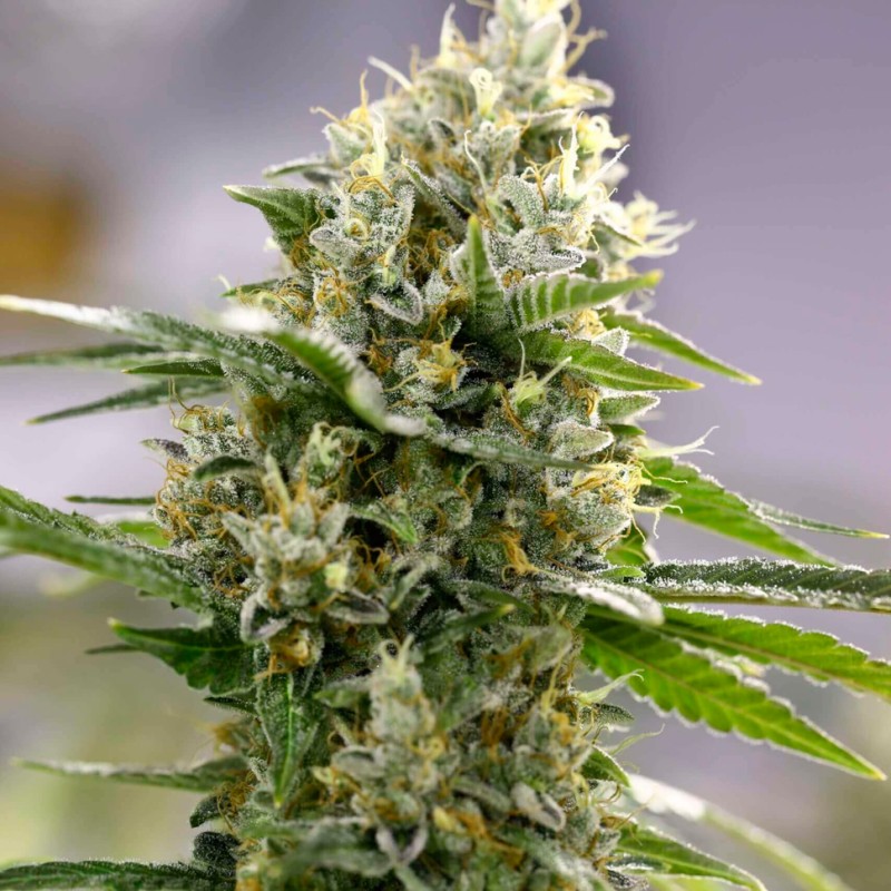 Auto Easy Bud feminised Ganja Seeds - 2 насінини