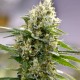 Auto Easy Bud feminised Ganja Seeds - 2 насінини